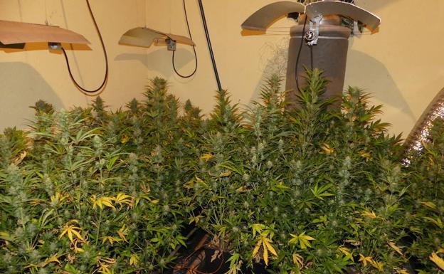 El cultivo de marihuana prolifera en interior y deja 363 kilos incautados en dos años