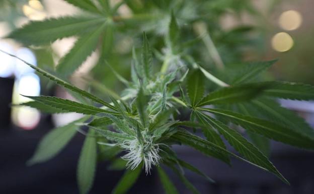 Proyecto Hombre atiende este año a 126 menores de 21 años por consumo de cannabis en Valladolid