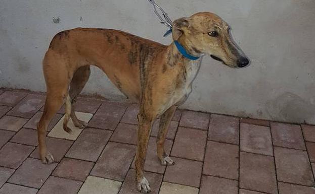 El Campeonato Nacional de Galgos de Nava del Rey espera atraer a más de 60.000 asistentes