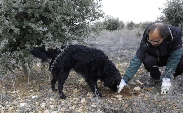 El Cerrato de Palencia, paraíso para la trufa negra