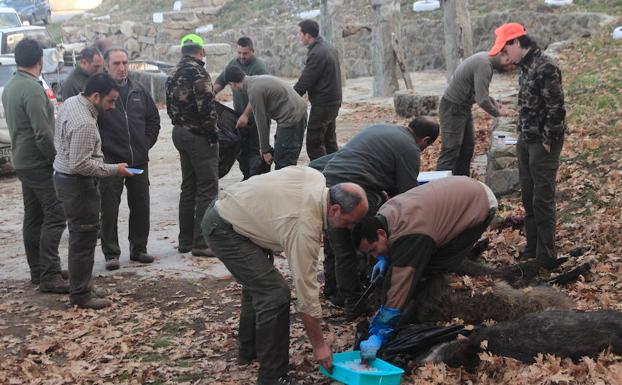 El índice de tuberculosis bovina en Ávila triplica la media regional