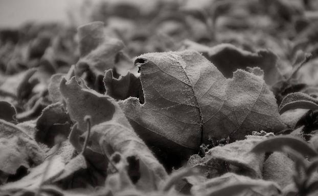 El Servicio Limpieza comienza a esparcir mil kilos de sal diarios para evitar las caídas