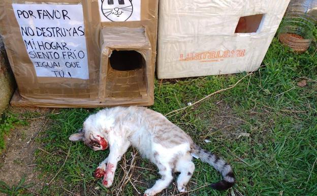 Denuncian la muerte de varios gatos por causas desconocidas en San José