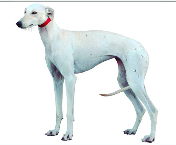 Estos son los 13 galgos que compiten en el Nacional de Nava