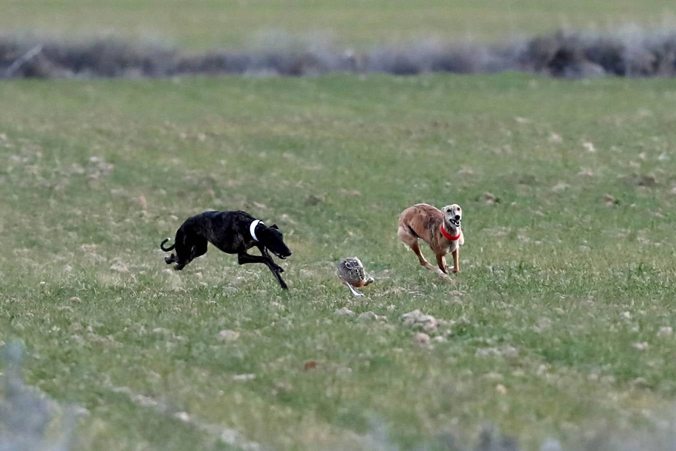 Carreras del Campeonato Nacional de Galgos de Nava
