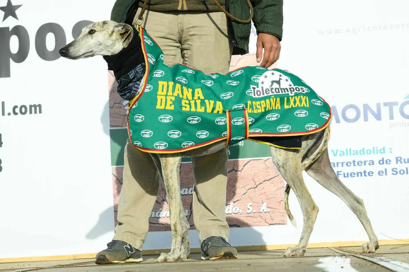 Octavos de final del Campeonato Nacional de galgos, en Nava del Rey