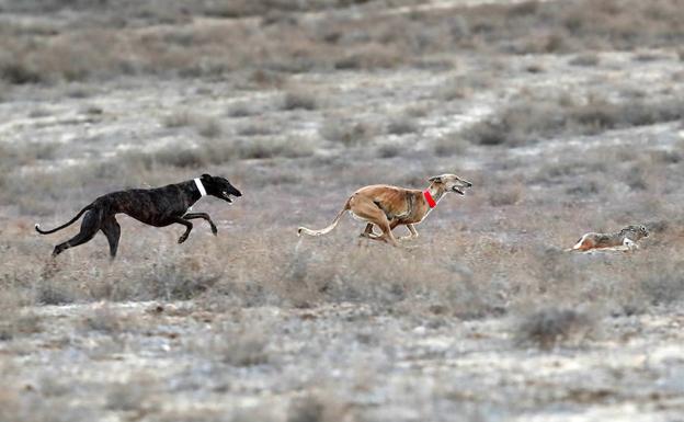 La vallisoletana 'Pelaya', entre los cinco galgos del nacional clasificados para cuartos