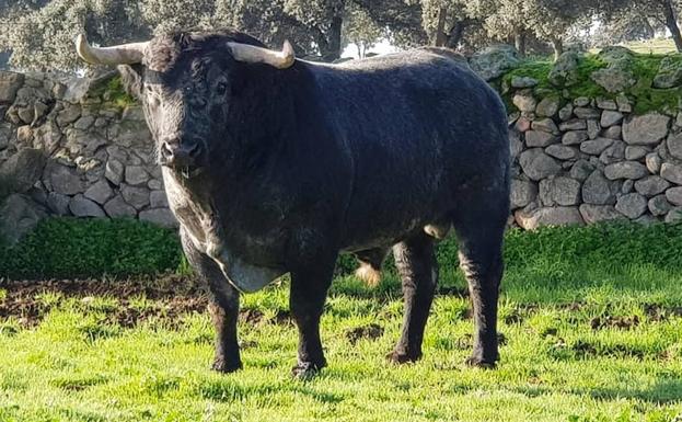 Toros de Adolfo Martín y Bañuelos abrirán la temporada de festejos populares en Valladolid