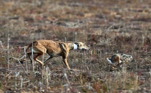 La galga vallisoletana 'Pelaya de Safesa' imbatible, suma y sigue hasta la semifinal
