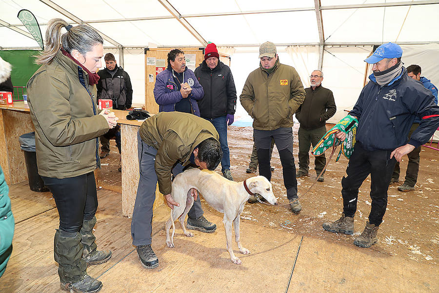 Cuartos de final del Campeonato Nacional de Galgos en Nava del Rey
