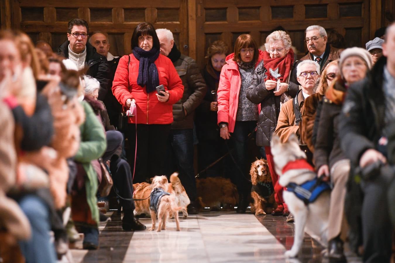 Las mascotas reciben la bendición de San Antón, en Valladolid