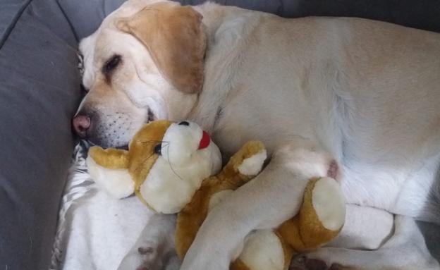 Los lectores de El Norte de Castilla rinden homenaje a sus mascotas el Día de San Antón