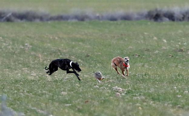 Aplazan sin fecha la semifinal de galgos de Nava por la previsión meteorológica