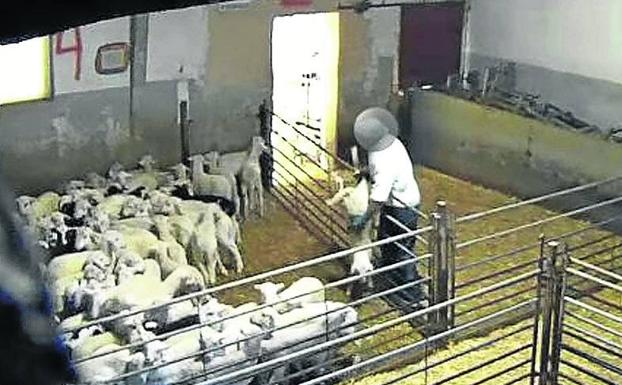 El matadero de Riaza acusado de maltrato animal, investigado por deficiencias documentales