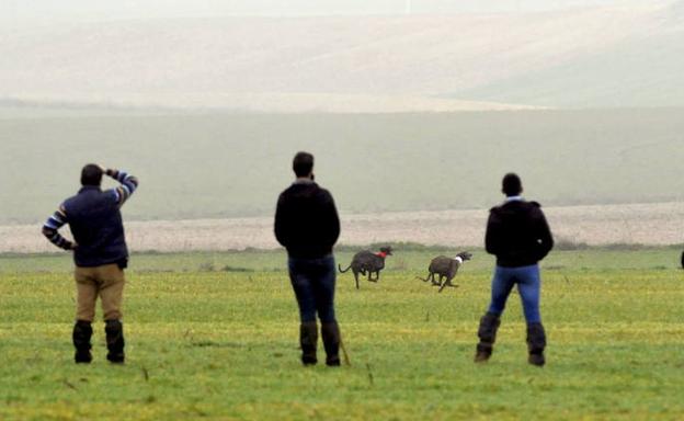 La semifinal de galgos de Nava se retomará el próximo sábado