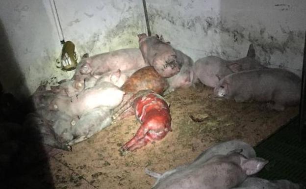 El incendio de la nave de Pollos se prolongó durante casi nueve horas