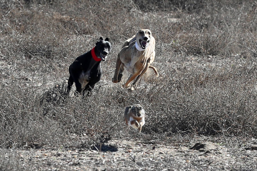 Semifinales del Campeonato Nacional de Galgos en Nava
