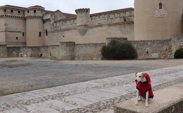 Pipper, el primer perro 'influencer' de España, visita Cuéllar