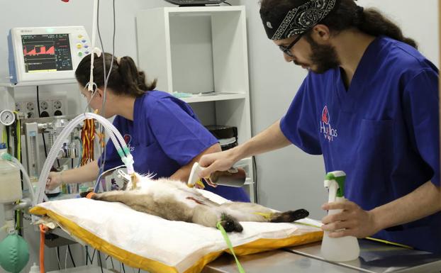 Investigan a un veterinario en Zamora por sacrificar dos perros tras una pelea entre cuatro canes