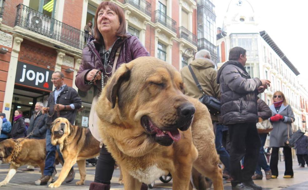 El mastín, el auténtico 'Rey León'