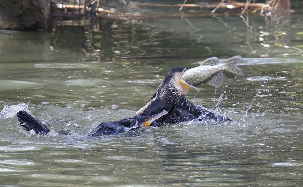 Los pescadores de Palencia declaran la guerra al cormorán