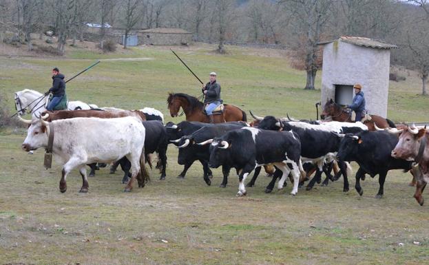 Los toros y los bueyes del encierro a caballo de Ciudad Rodrigo comienzan a hermanarse