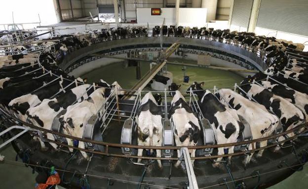 El número de vacas de leche de Palencia aumenta un 30% desde 2009