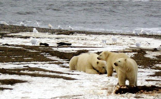 Invasión de osos polares en el Ártico ruso