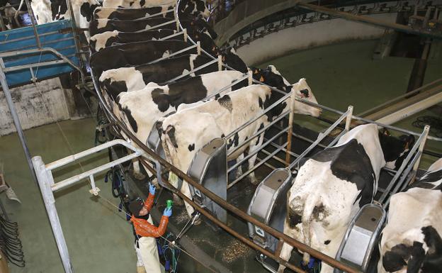 De esta granja de Palencia sale parte de la leche más vendida de España