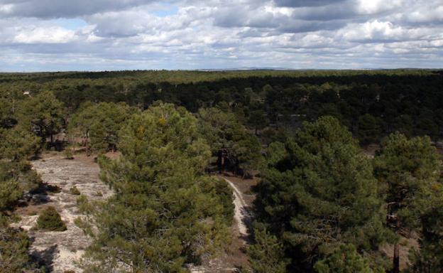 Cuéllar recauda el 40% más de lo previsto en la subasta de las maderas de sus montes