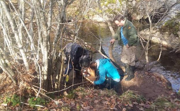 Un estudio confirma la presencia de visón americano en la Montaña Palentina