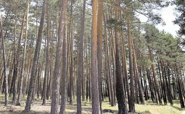 Cesefor coorganiza la sexta Semana Forestal Mediterránea que se celebrará el próximo mes de abril en Líbano