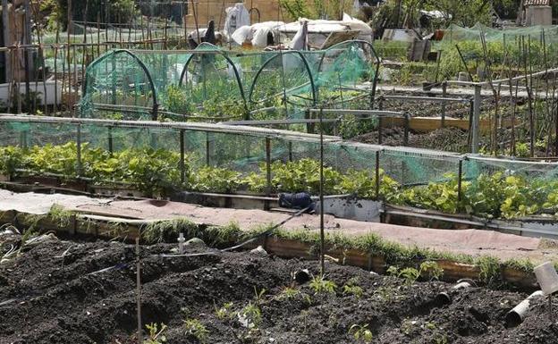 Los huertos municipales abren el plazo de inscripción para vecinos en general