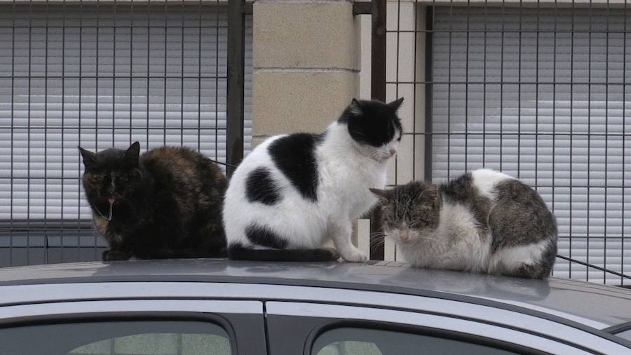 El Ayuntamiento de Lastrilla prohíbe dar comida a los gatos callejeros bajo advertencia de sanción