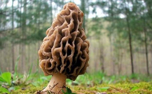 Qué son las colmenillas