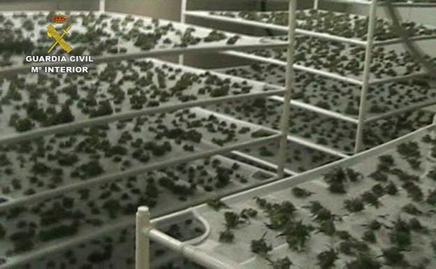 Importante golpe de la Guardia Civil contra el cultivo de marihuana en Burgos