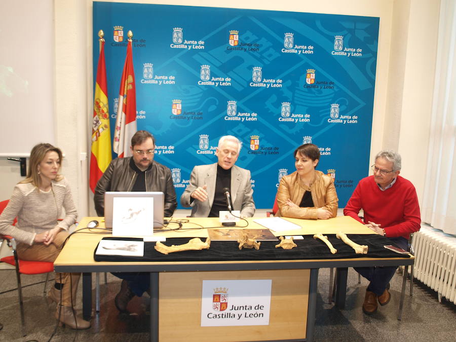 Los osos de las cavernas de Palencia adquieren relevancia internacional
