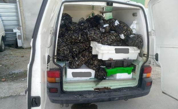 Desmantelado en Ponferrada un almacén con más de 850 kilos de pescado que operaba sin licencia