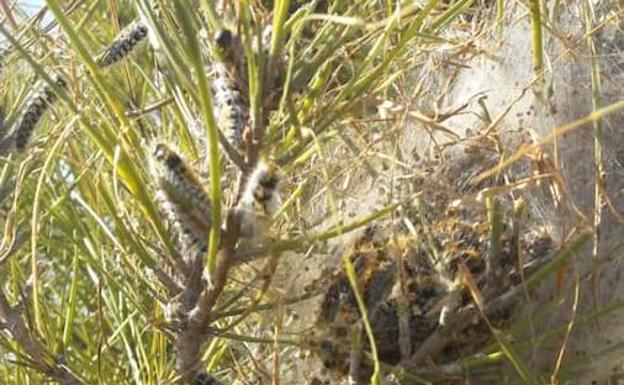 El calor y la falta de pájaros aumentan y adelantan la presencia de las orugas procesionarias