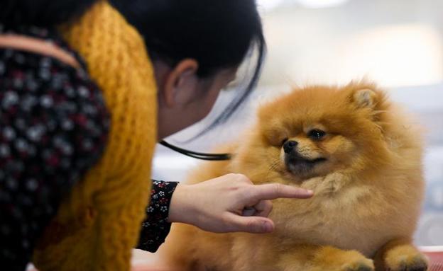 Presumir de mascota da puntos