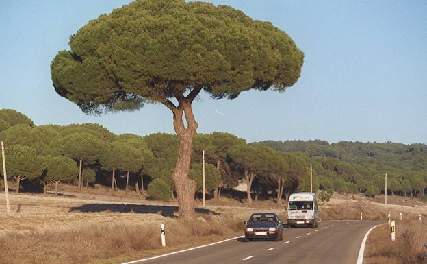 Un árbol más ancho que alto con dos siglos de vida