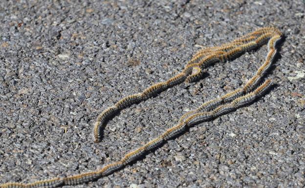 Las procesionarias, lo más lejos posible