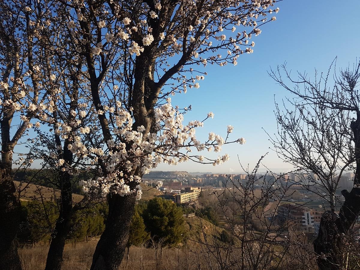 Los almendros ya están en flor
