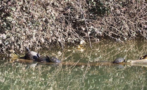 Encontrado el primer siluro en aguas del río Pisuerga