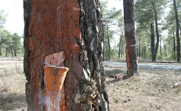 Villa y Tierra de Cuéllar obtendrá más de 11.000 euros con la venta de madera