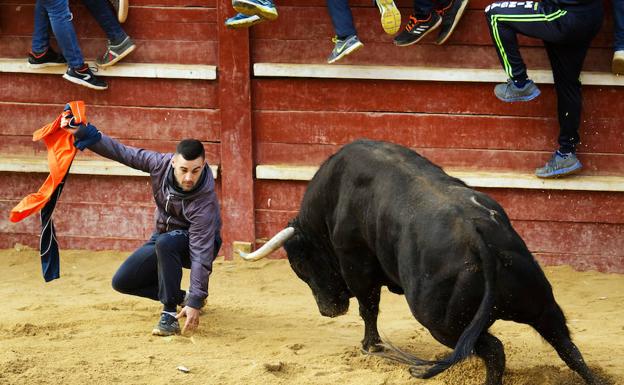 El Toro del Aguardiente mirobrigenses se olvida de la calle y monta la fiesta en la plaza