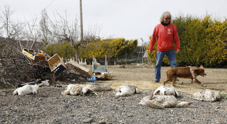 Los bárbaros se ceban con las ocas de Miguelín