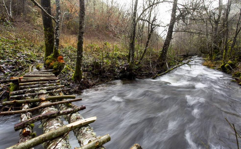 Los Ancares Leoneses, en los límites del bosque