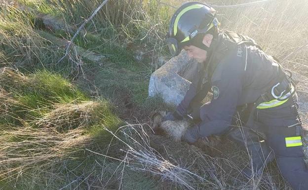 Los bomberos de la provincia de Valladolid rescatan a un tejón en Moral de la Reina
