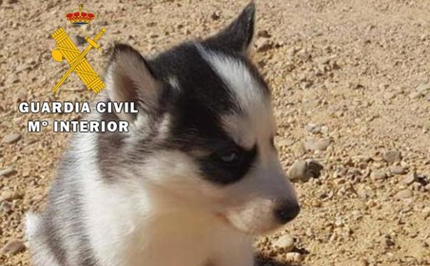 La Guardia Civil detiene a una joven por estafa on line en la compraventa de un perro